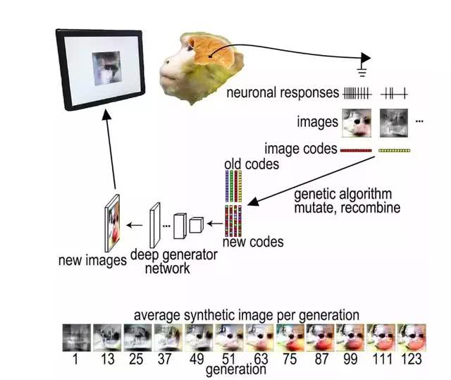 sin：用图像控制猴子大脑，哈佛大学是如何用算法“造梦”的？-区块链315